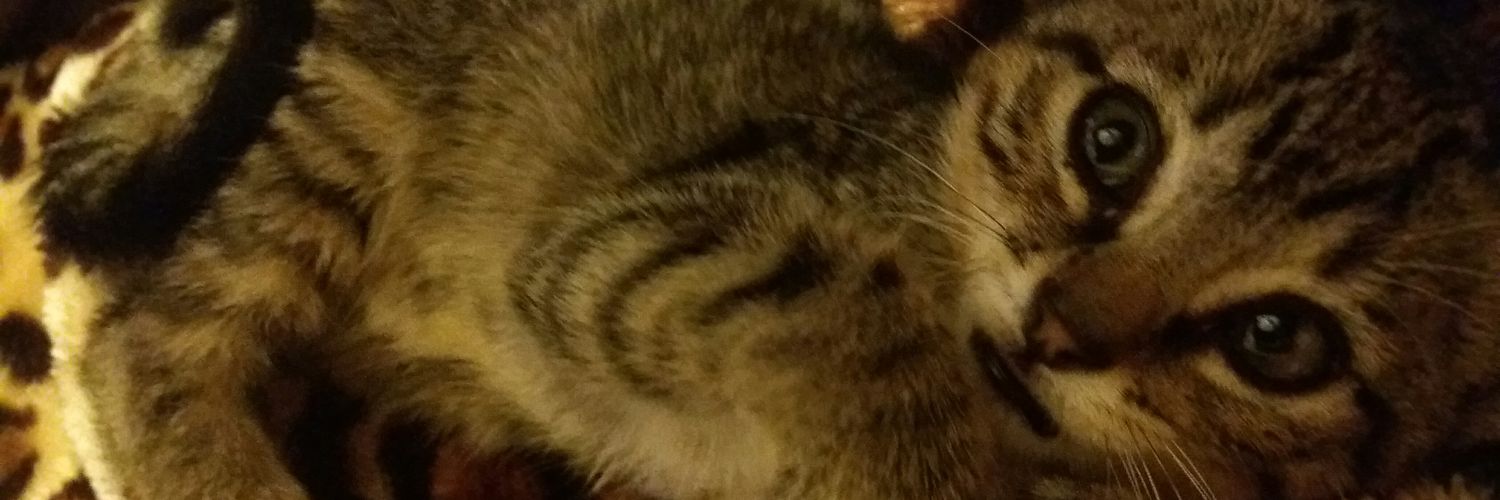 SolMilenaa's profile banner image