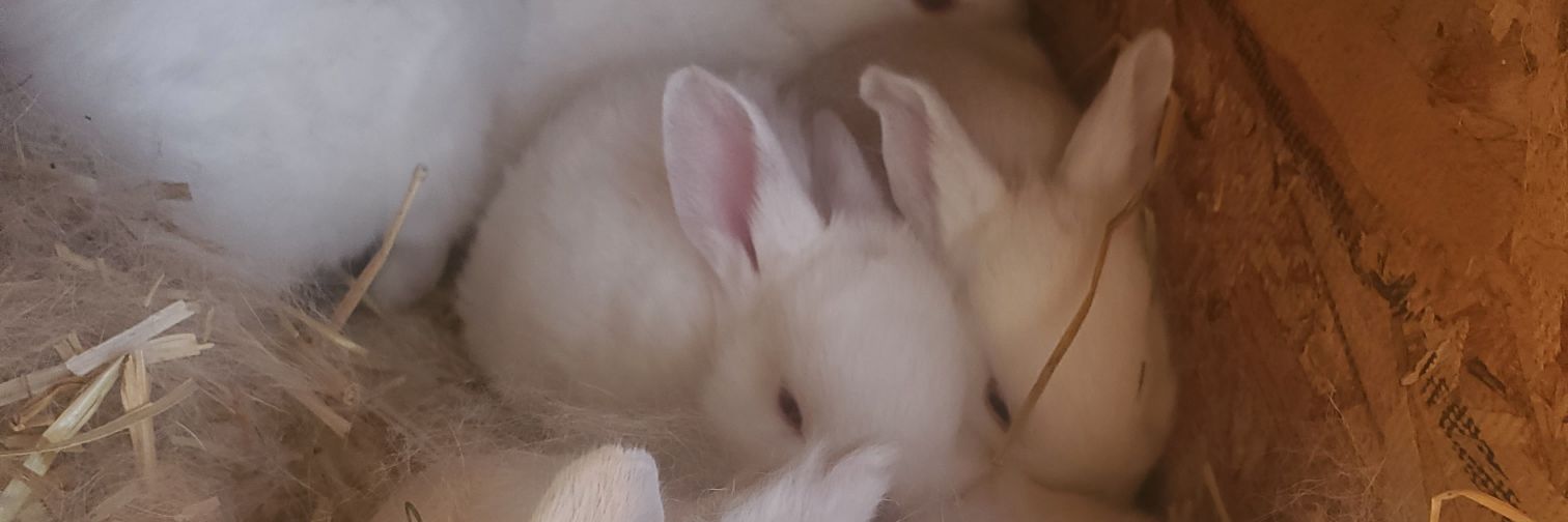 Gilindrag's profile banner image