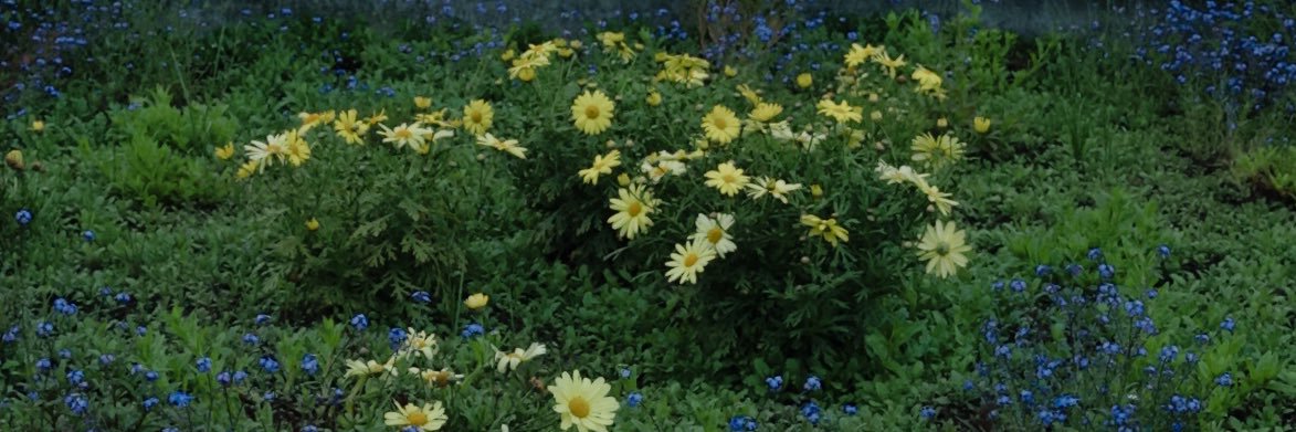 TeresaIsT's profile banner image