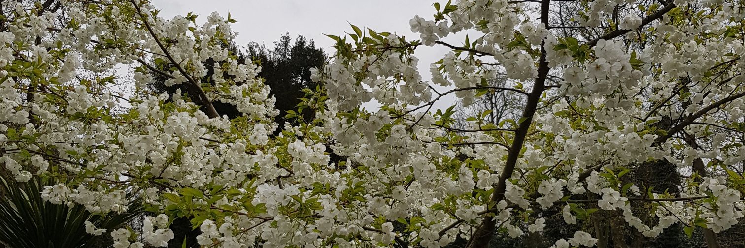 Emma Maksimovic banner