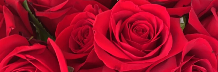 rezatarain's profile banner image