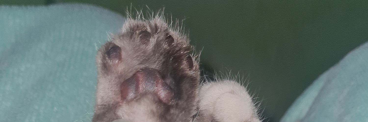 ririsaurx's profile banner image