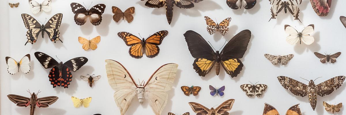 DMNature's profile banner image