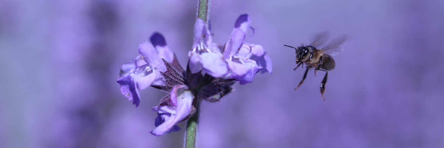 Pau Cardellach banner