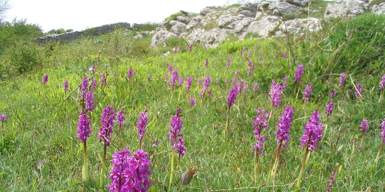 Morecambe Bay Nature banner