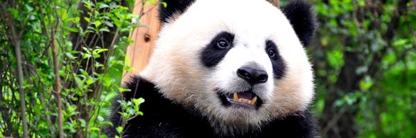 IAmTheWalrusGo's profile banner image