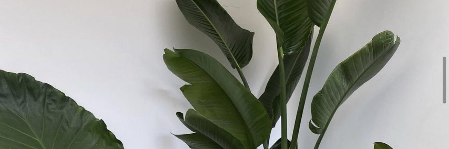 DANCEGIRL10_'s profile banner image