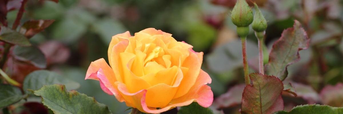 SureshB127's profile banner image