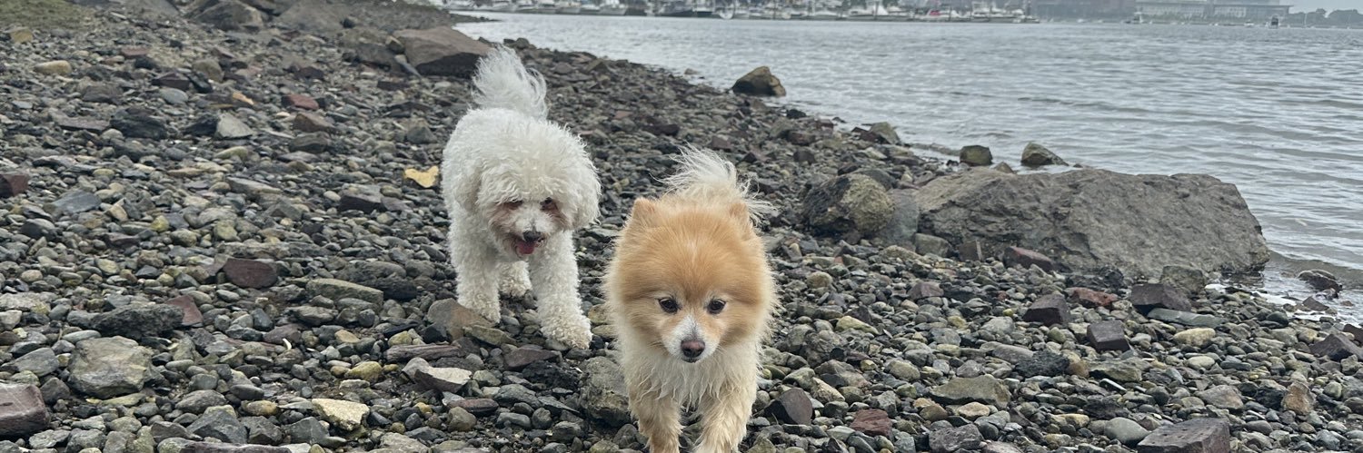 katsdogwalking's profile banner image