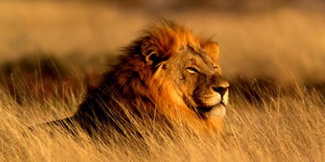 TransformZim's profile banner image