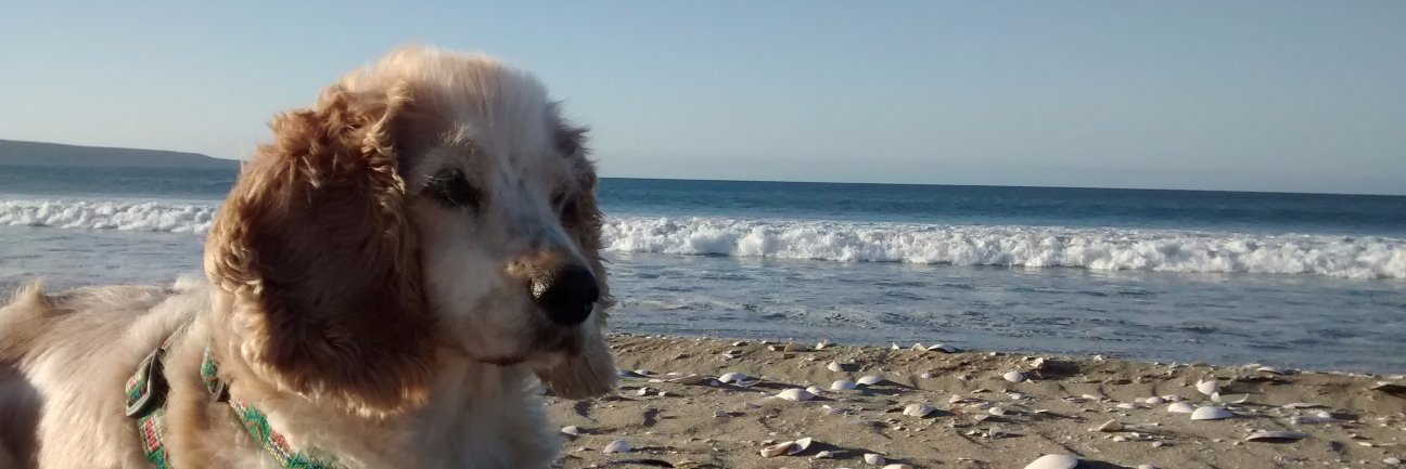 Pupi banner