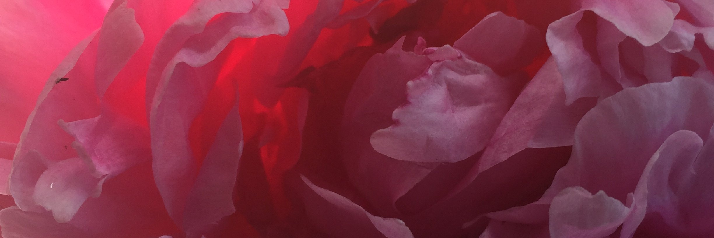 EmilyPlatzer's profile banner image