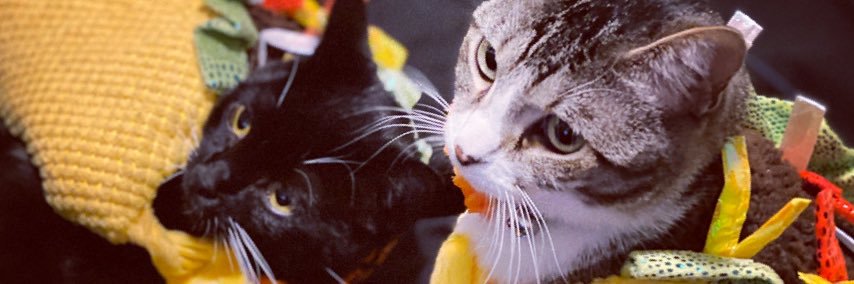 CatGoesPew's profile banner image