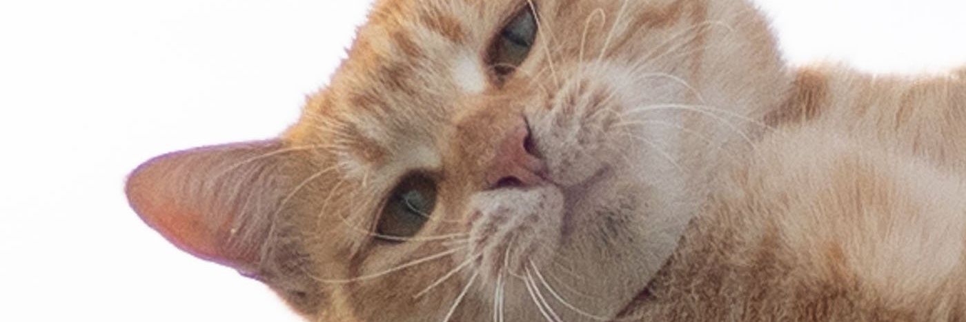 Belohbel's profile banner image
