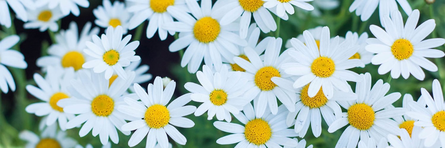 dsybarbie's profile banner image