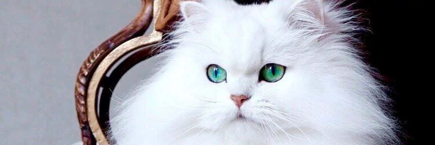 QueenOfParm's profile banner image
