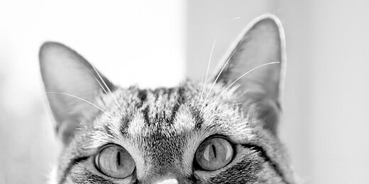 camonfastper's profile banner image