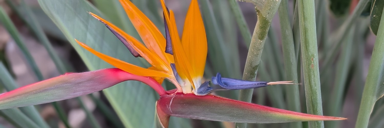 icamarin's profile banner image