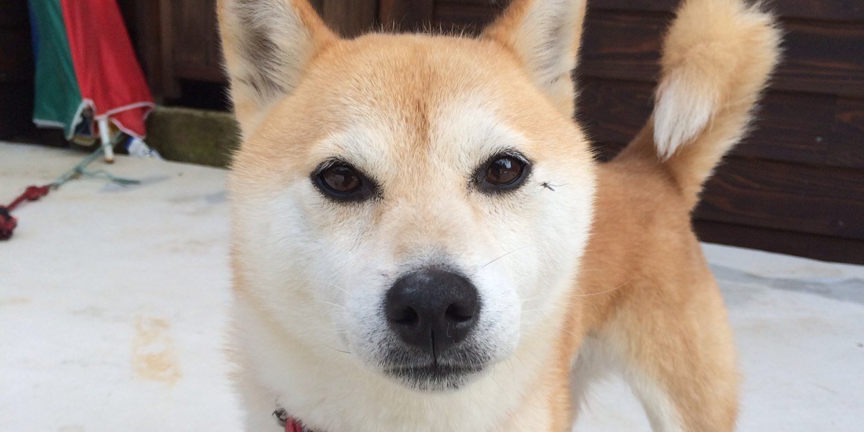 やすのじょう banner