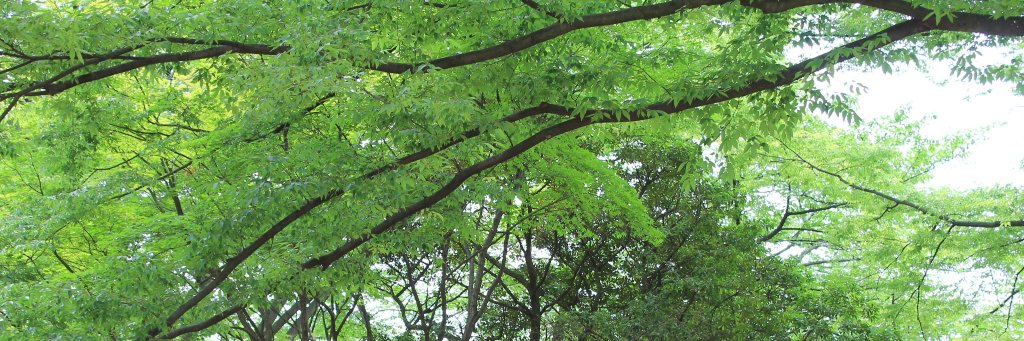 chihocchi28's profile banner image