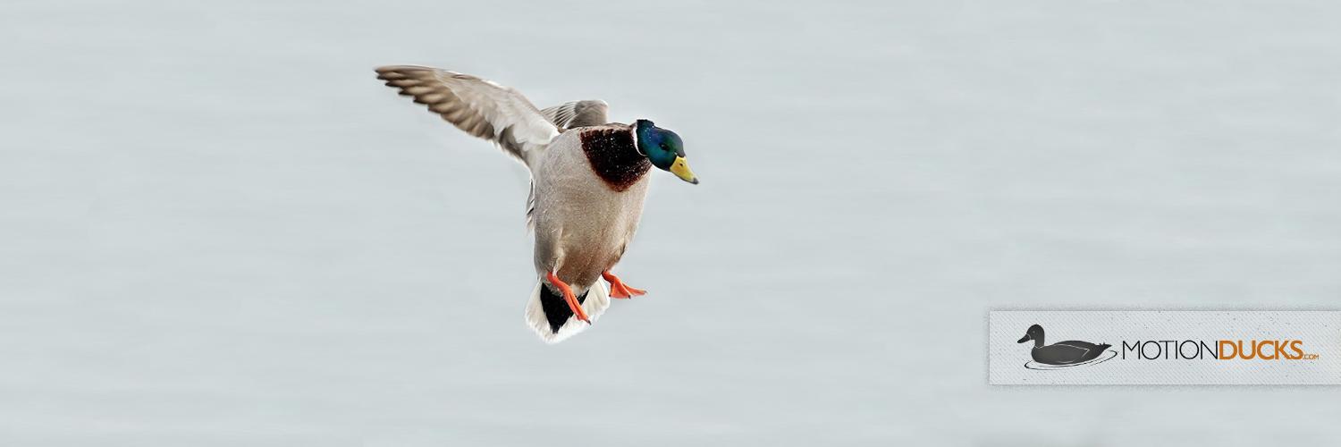 MotionDucks's profile banner image