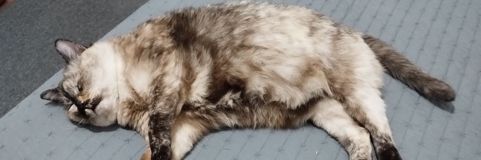 yoleca69's profile banner image