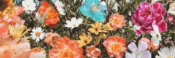 Carissa Murley banner