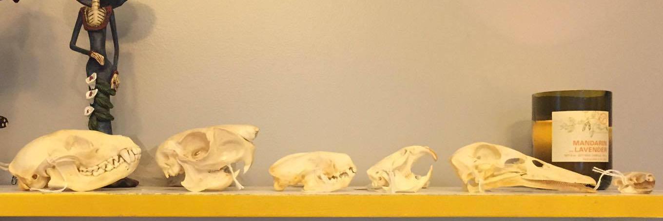 Lisa Bright, PhD banner