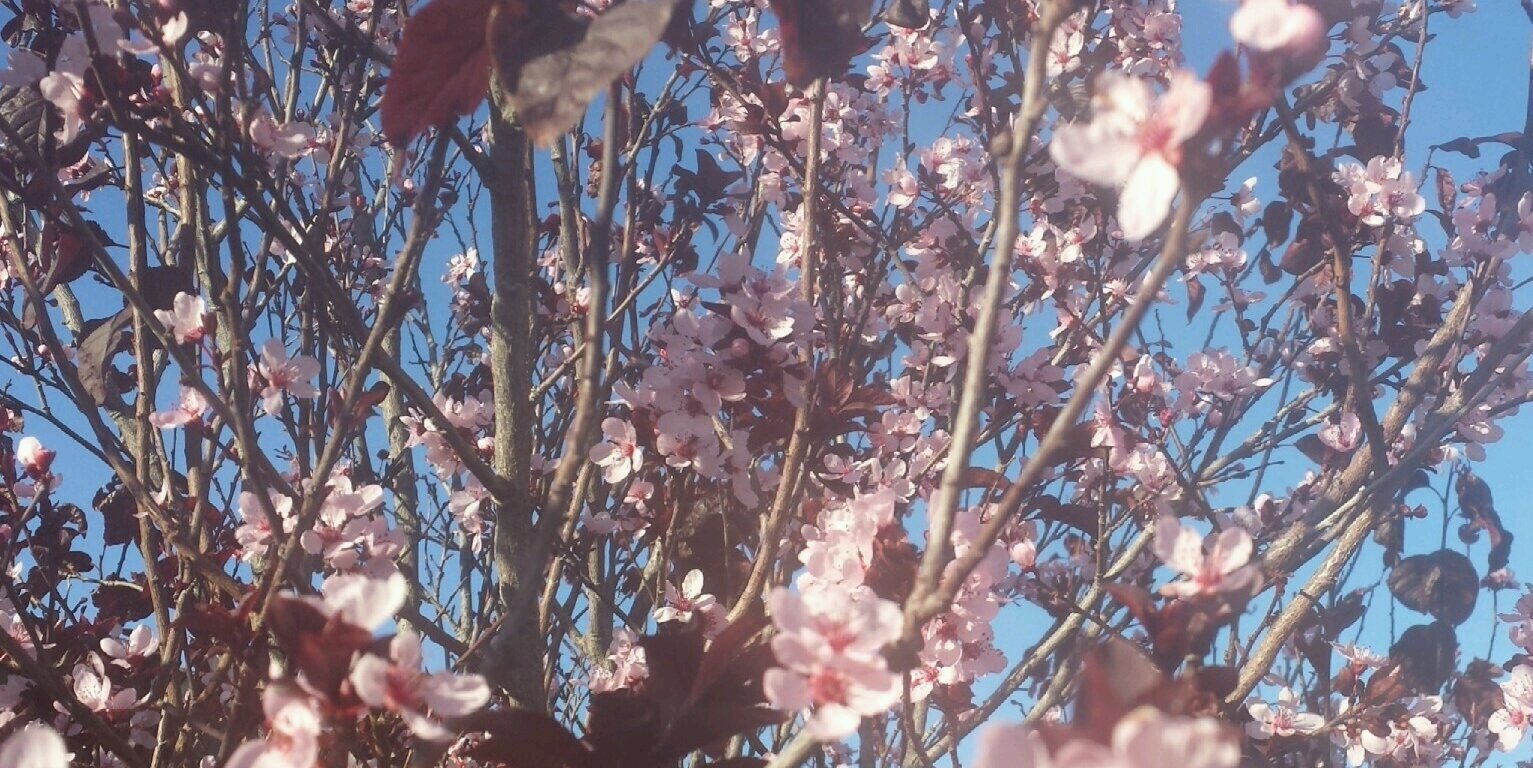 NicholeSchaffer's profile banner image
