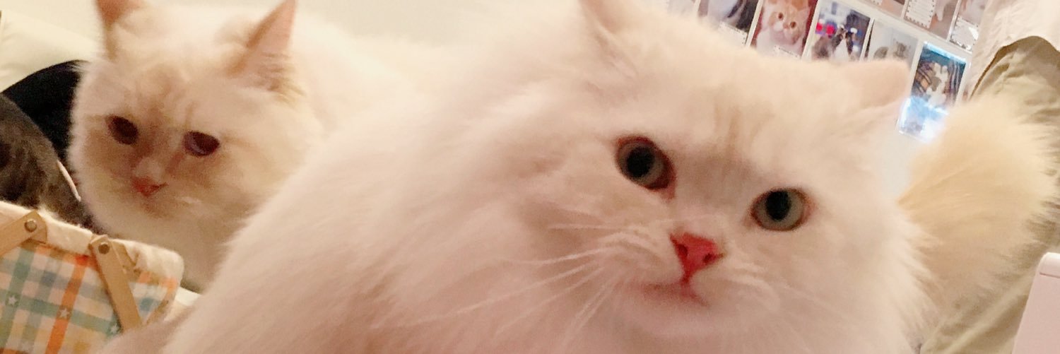 ShebaDeMarche's profile banner image