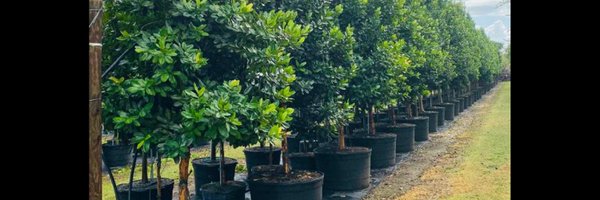 treeworldws Profile Banner