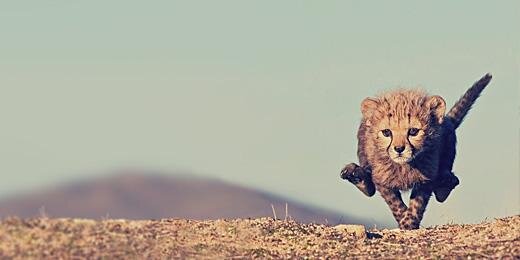 OnionAdCzar's profile banner image