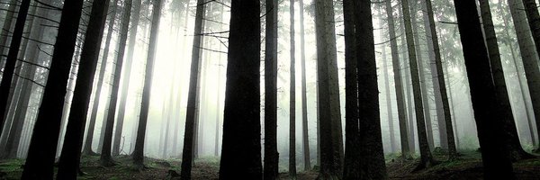 blondche Profile Banner