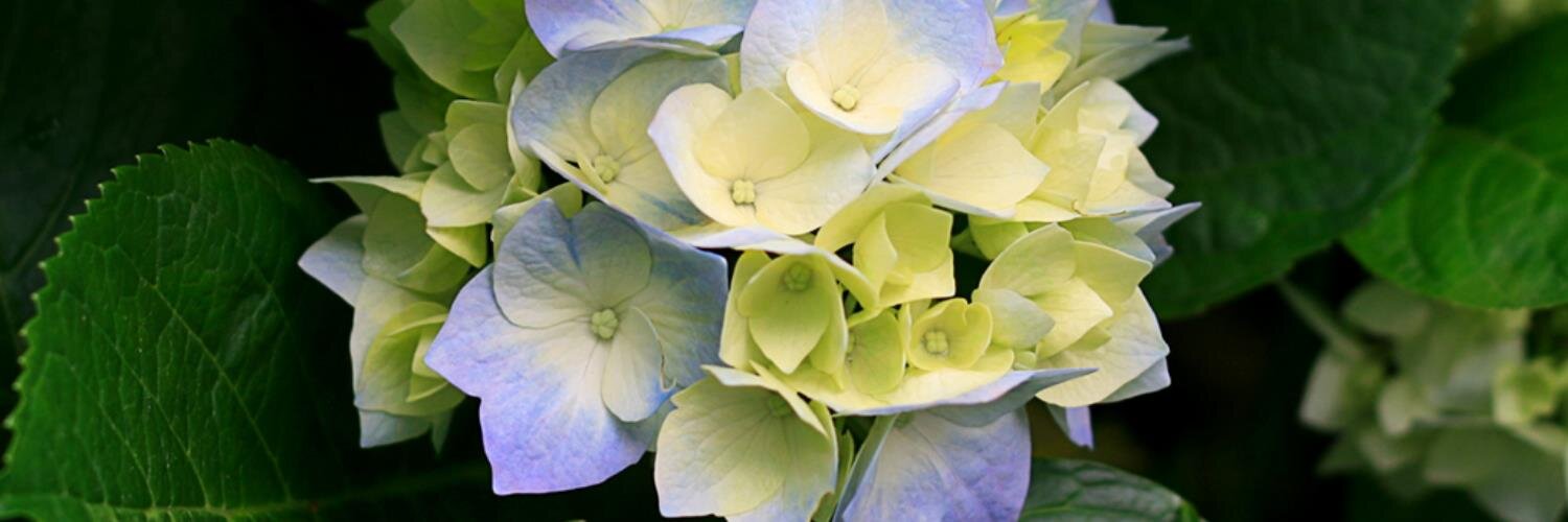 信用調査会社の中央情報センター【公式】 banner