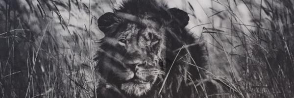 Ruthless_RL Profile Banner