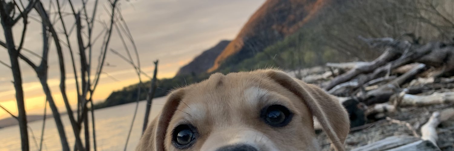 allichiera's profile banner image