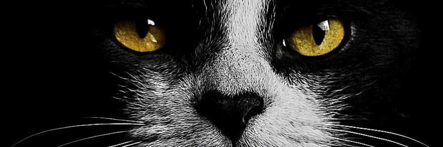 KennethsAMenace's profile banner image
