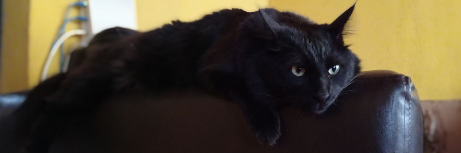 pedroveins's profile banner image