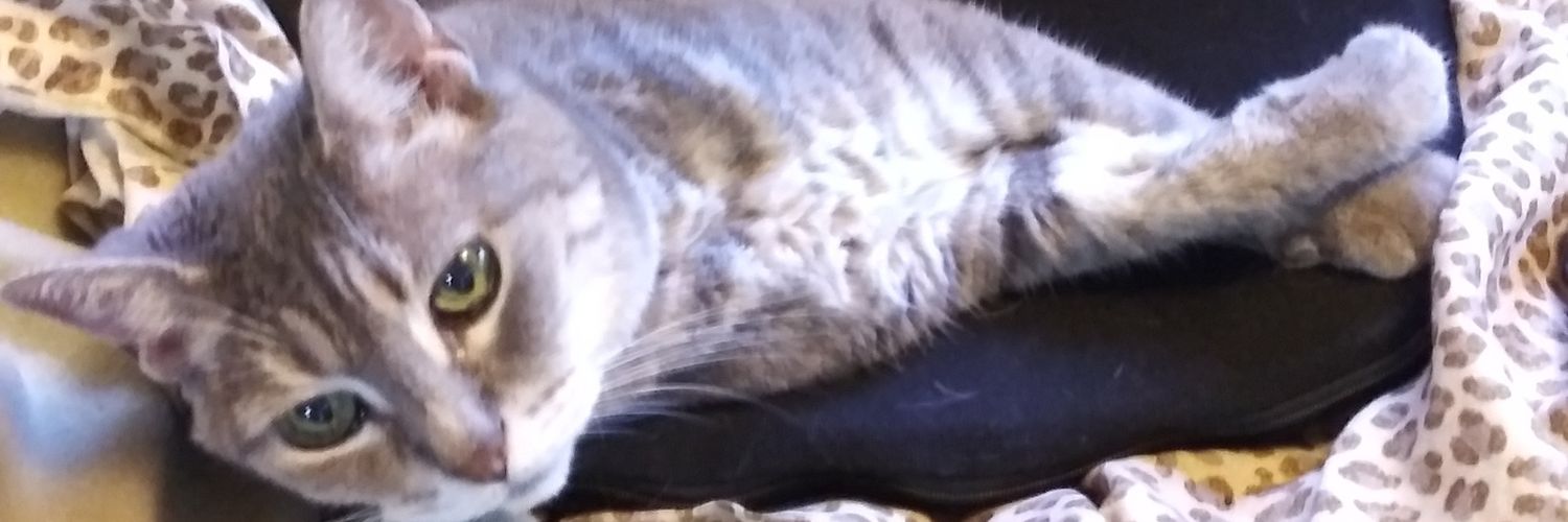 tiabethy's profile banner image