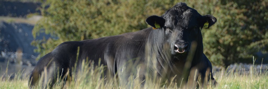 FellLaneAngus's profile banner image