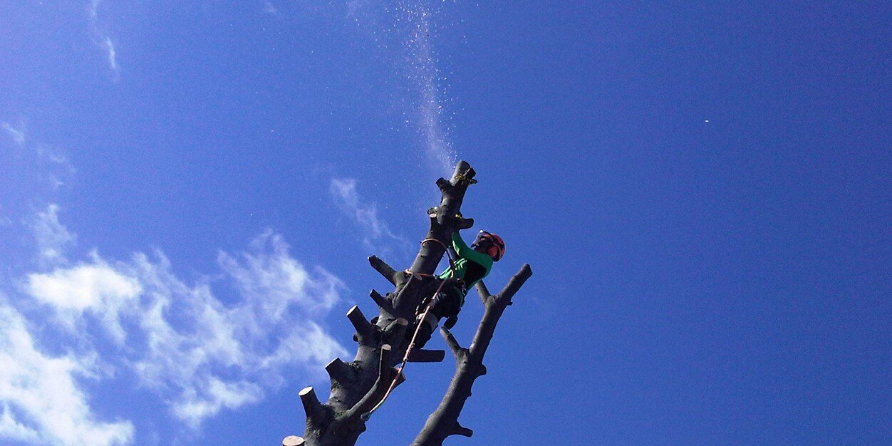 TheTreebarber's profile banner image
