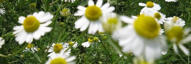 ma_isi's profile banner image