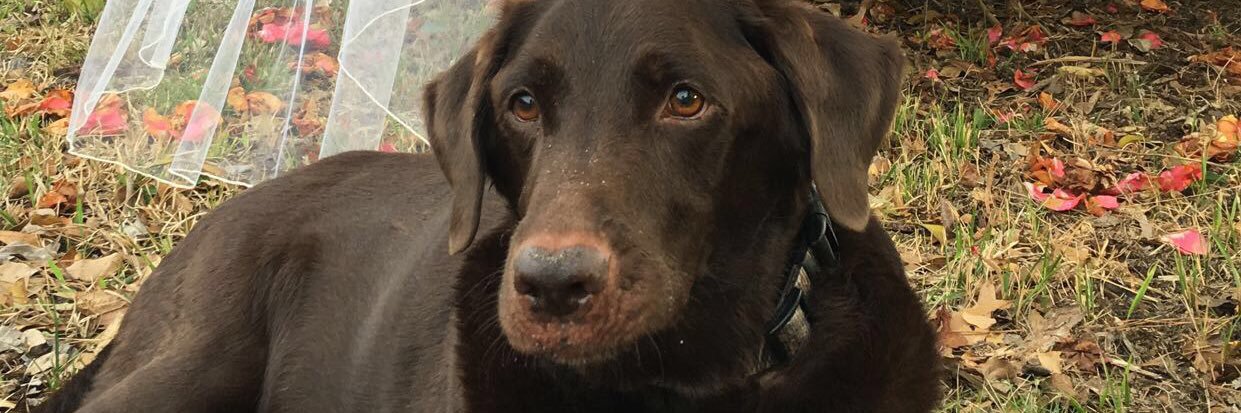 CreswellHannah's profile banner image