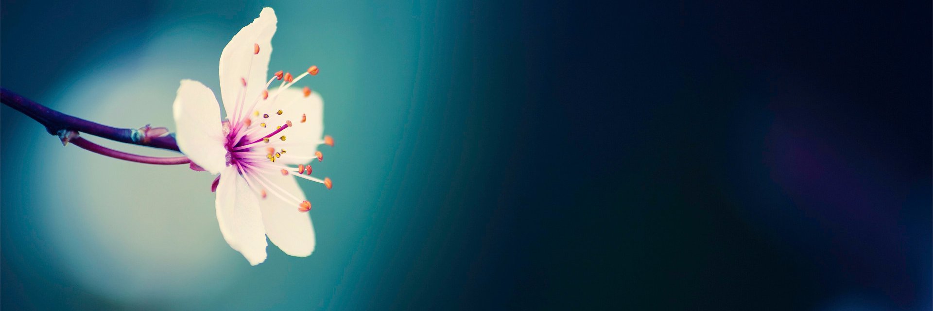 RoleplayCrib's profile banner image