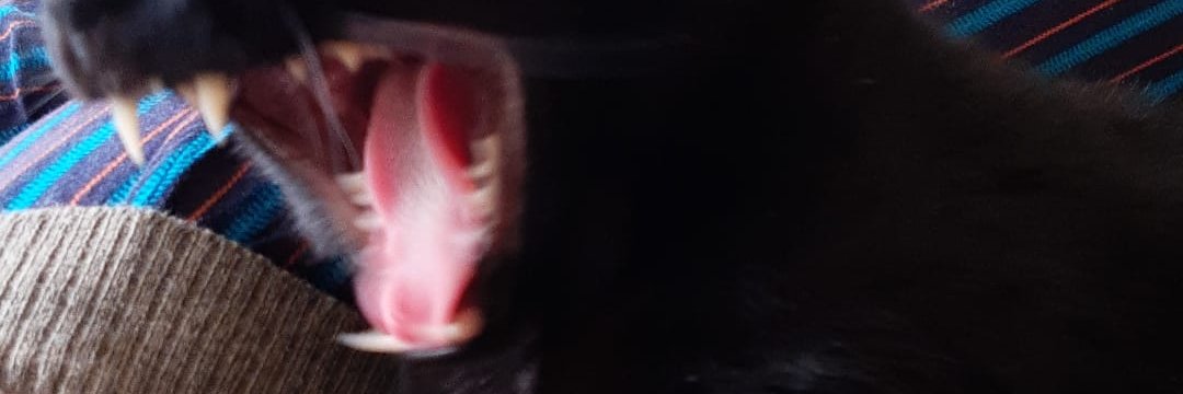 brubs banner
