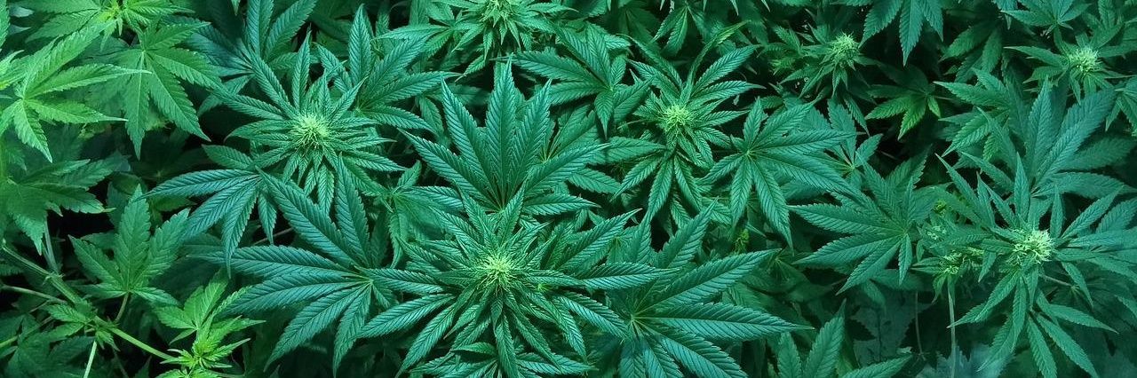 Lex's Cannabinoid Education banner