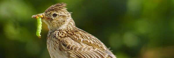 Social Skylark banner