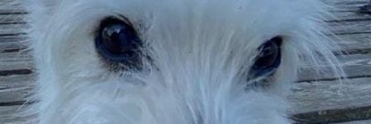 Trzaskal's profile banner image
