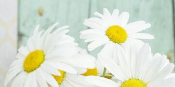 dewifatimaah's profile banner image