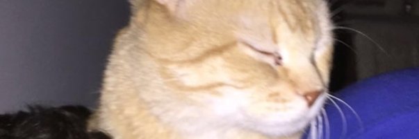 DocSprinkles's profile banner image